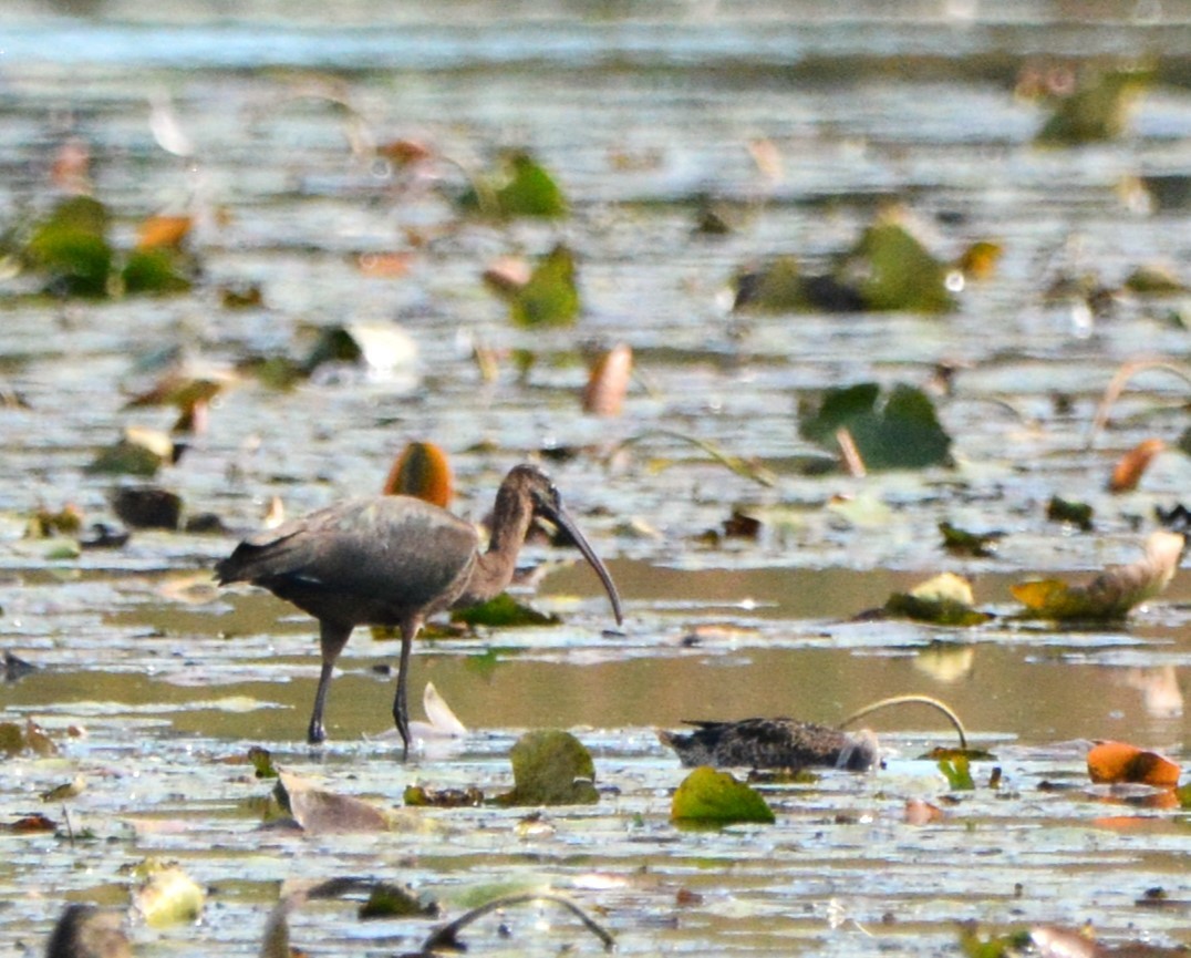 Glossy Ibis - Wendy Skirrow