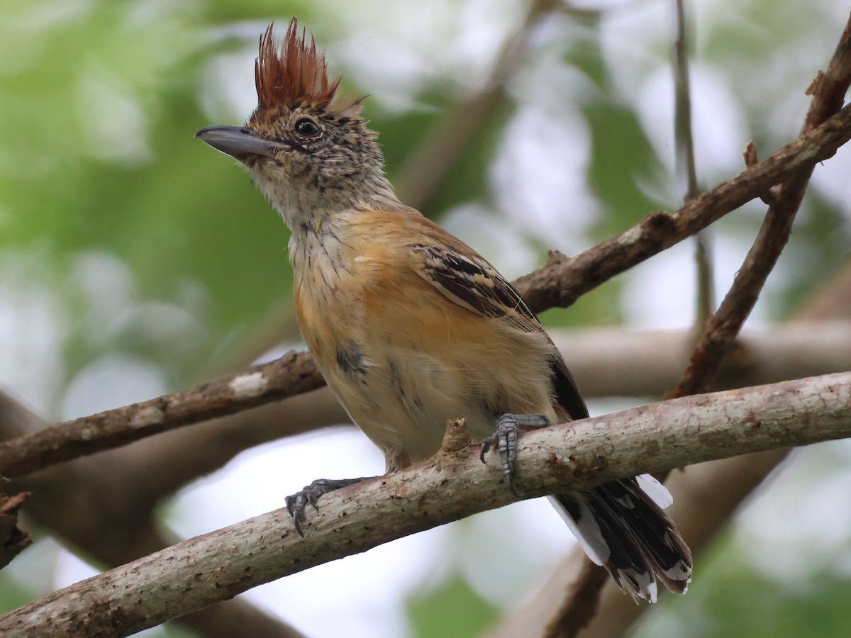 Black-crested Antshrike - ML624235358