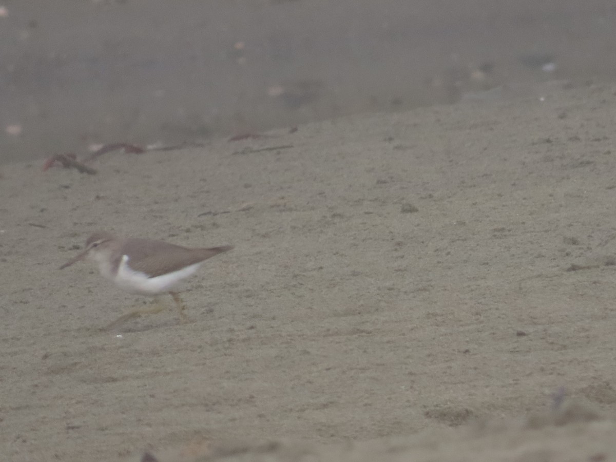 Spotted Sandpiper - Kathy Dale