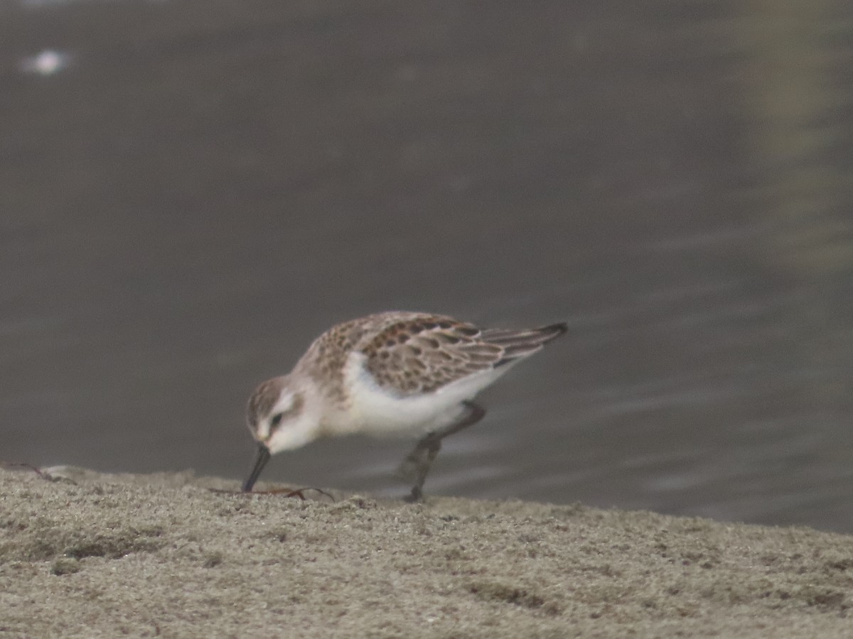 Western Sandpiper - Kathy Dale