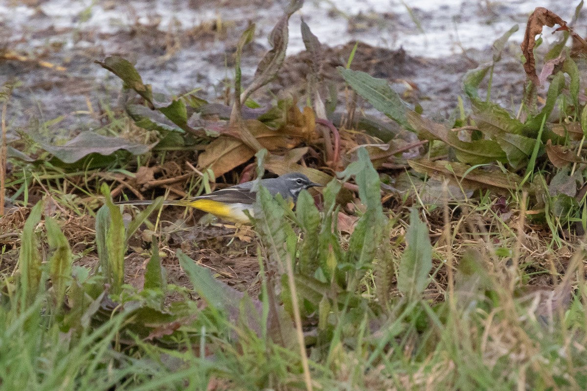 Gray Wagtail - Cory Gregory