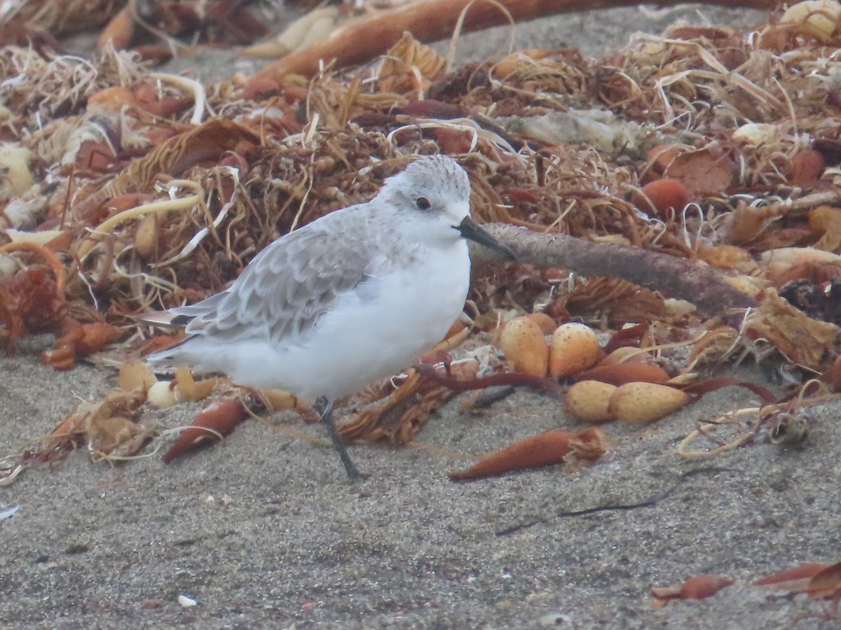 Sanderling - Kathy Dale