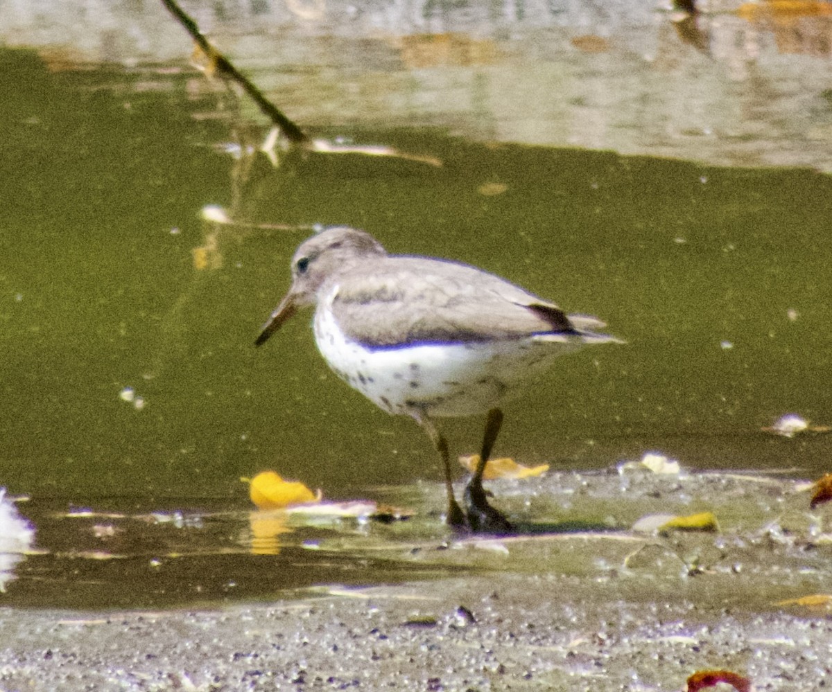 Chevalier grivelé - ML624235453