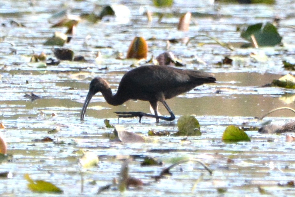 Glossy Ibis - Wendy Skirrow