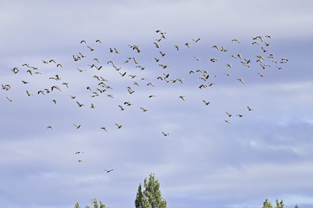 Greater White-fronted Goose - Roger Beardmore