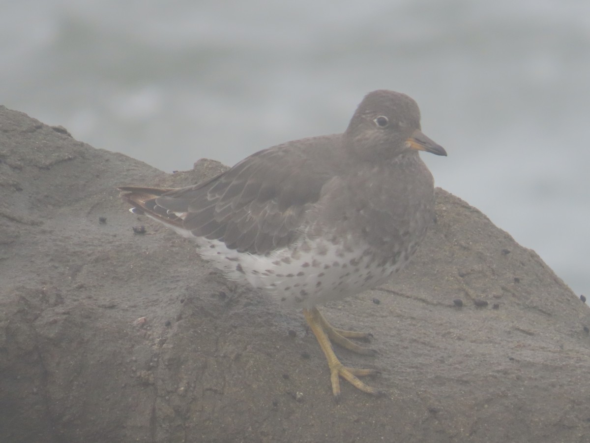 Surfbird - Kathy Dale