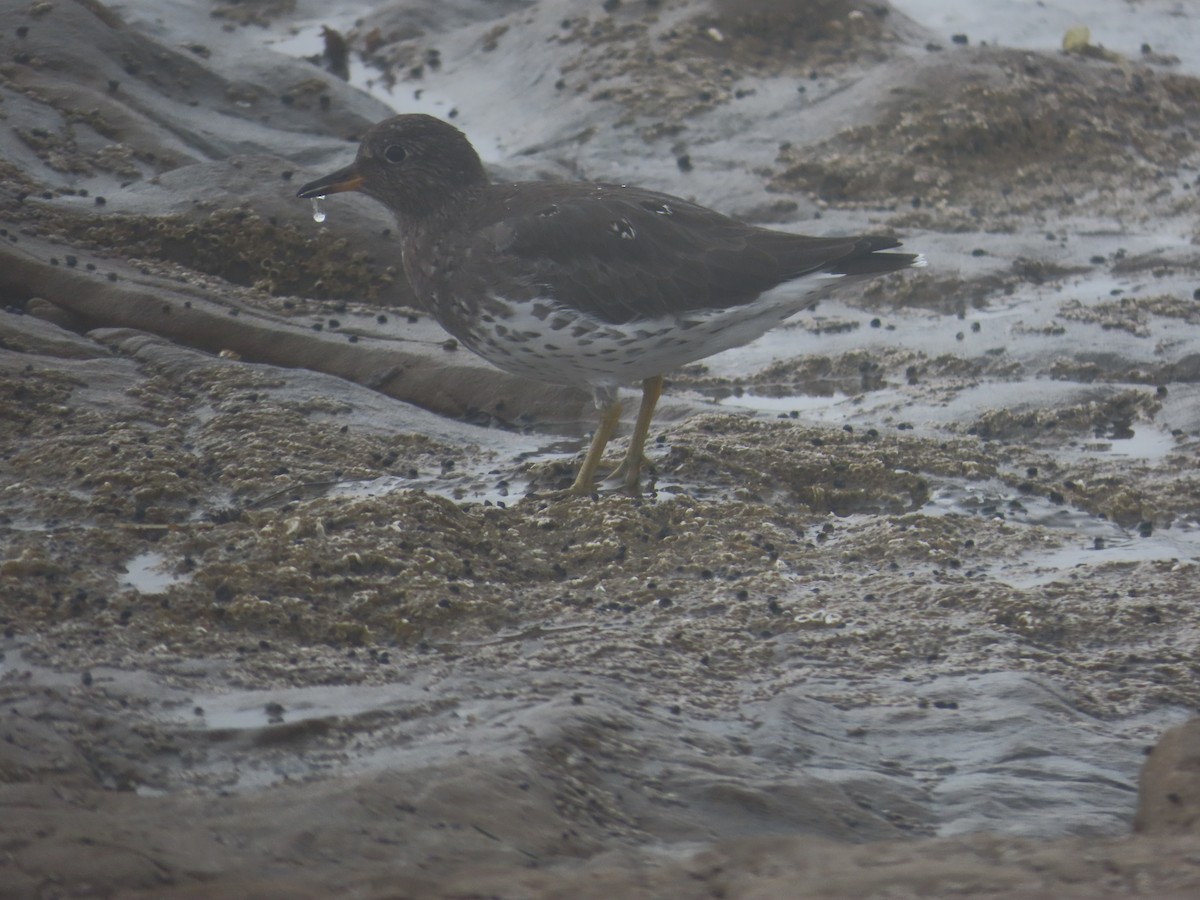 Surfbird - ML624235525