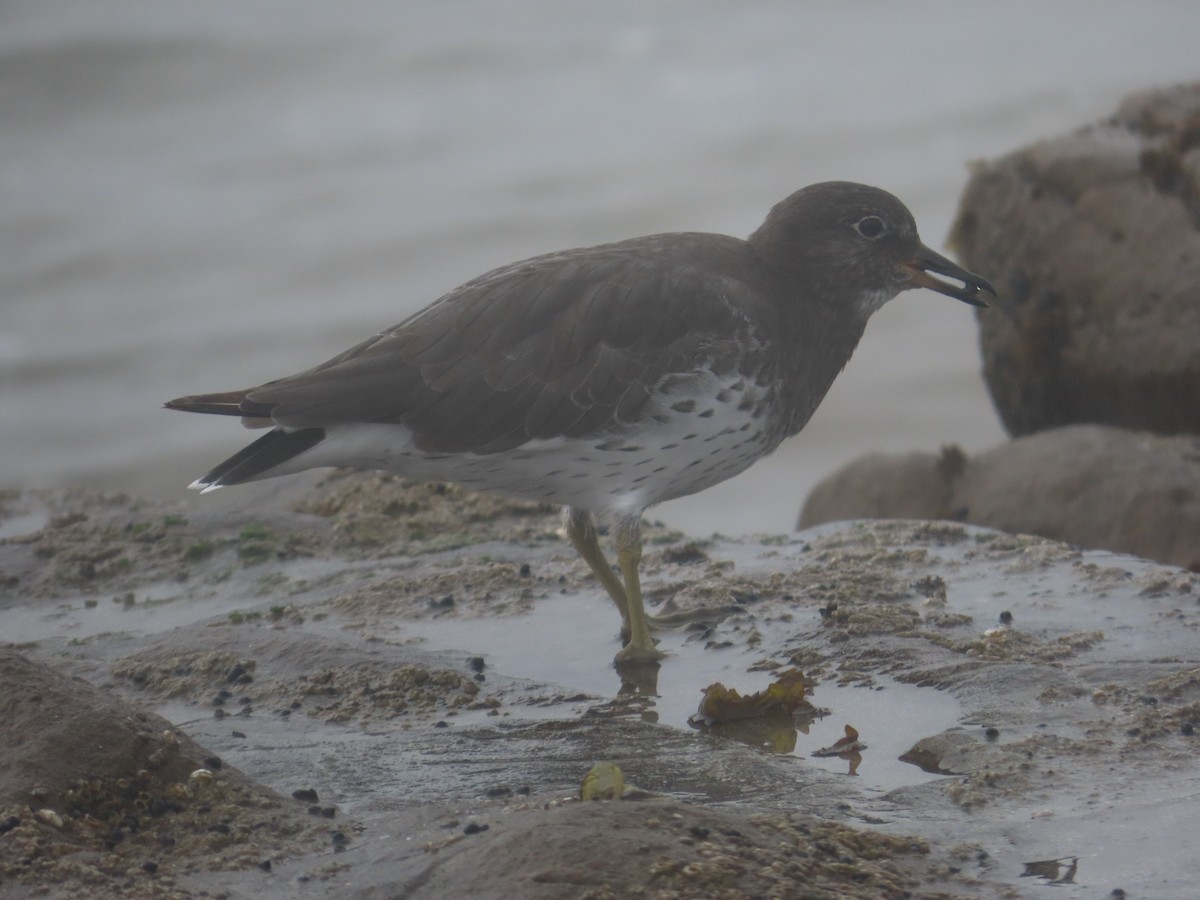 Surfbird - ML624235526