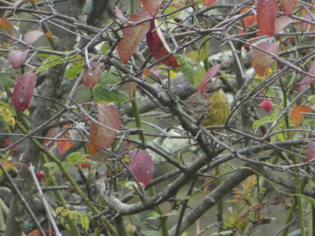 Kirtland's Warbler - ML624235529