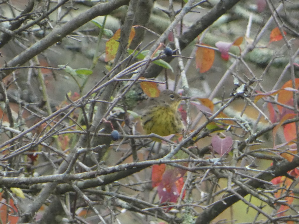 Kirtland's Warbler - ML624235530