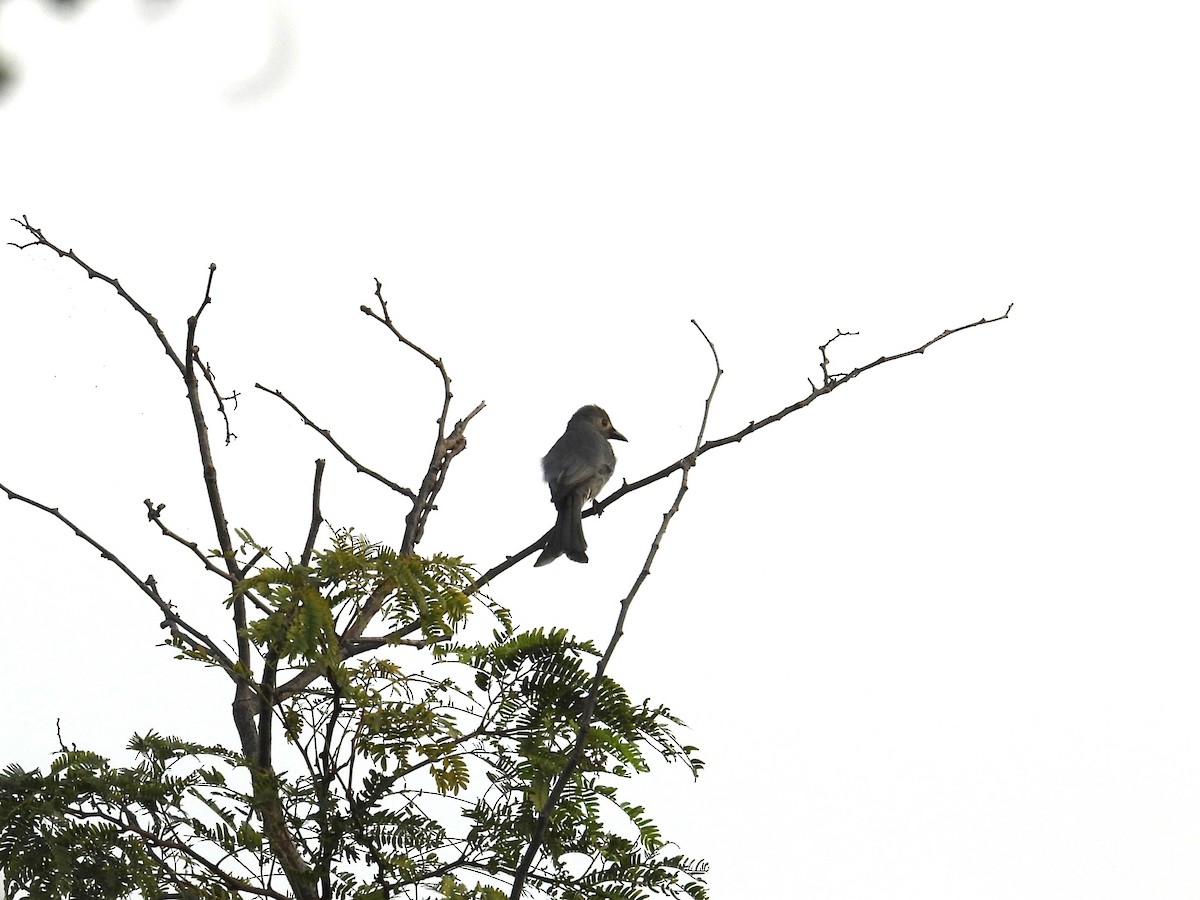 Ashy Drongo - ML624235579