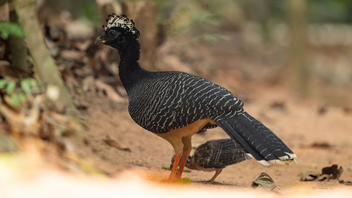 Bare-faced Curassow - ML624235580