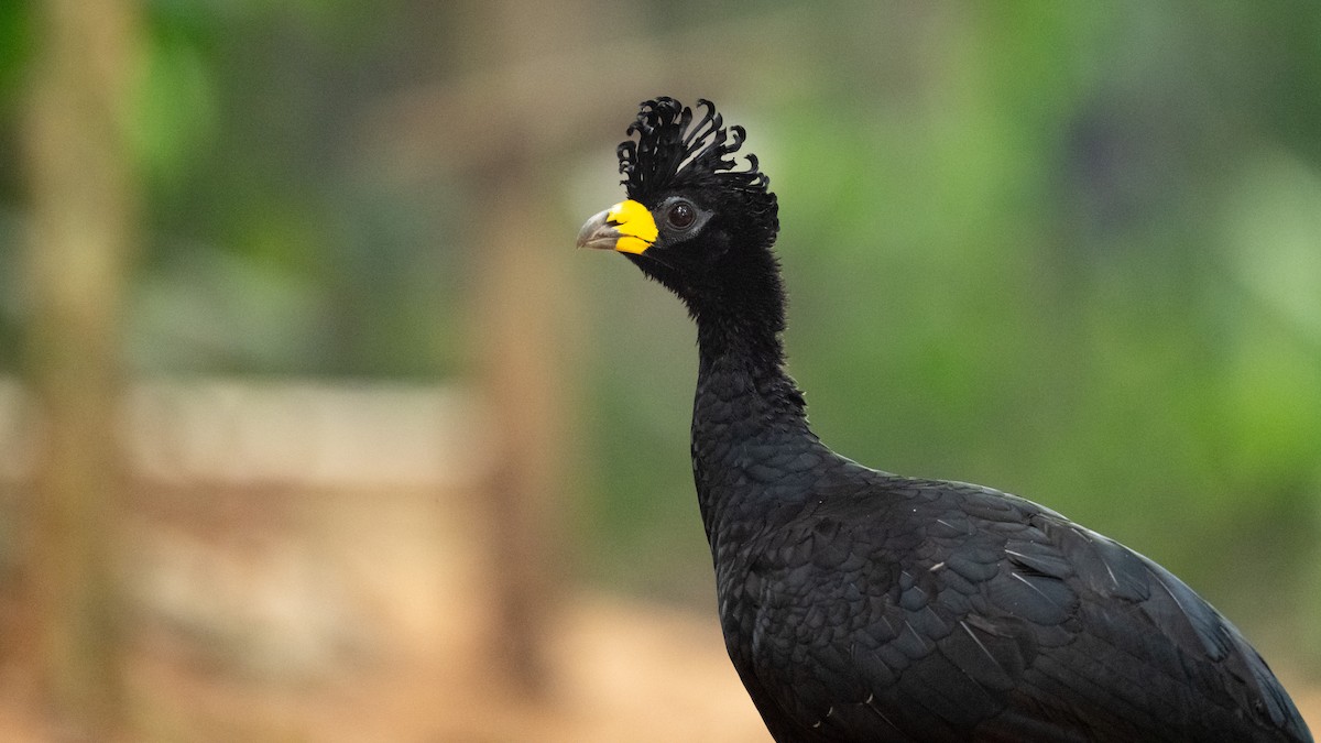 Bare-faced Curassow - ML624235581