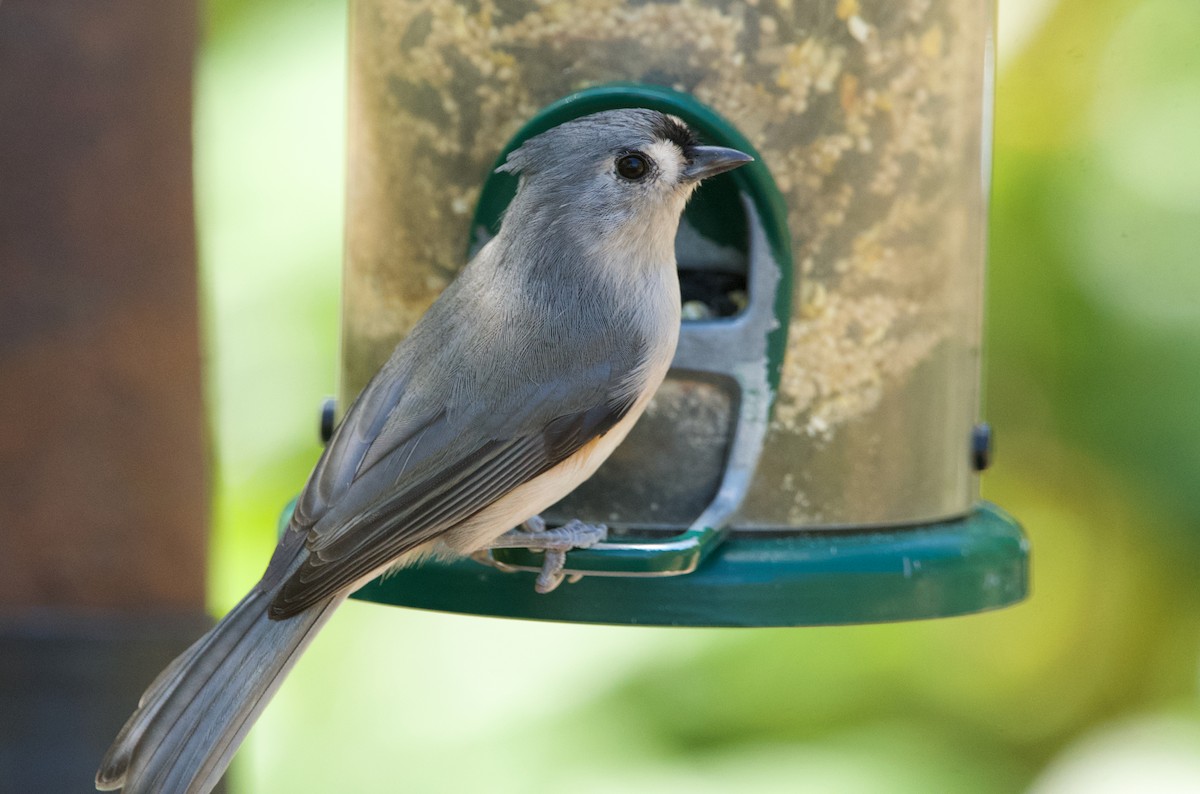 Mésange bicolore - ML624235585