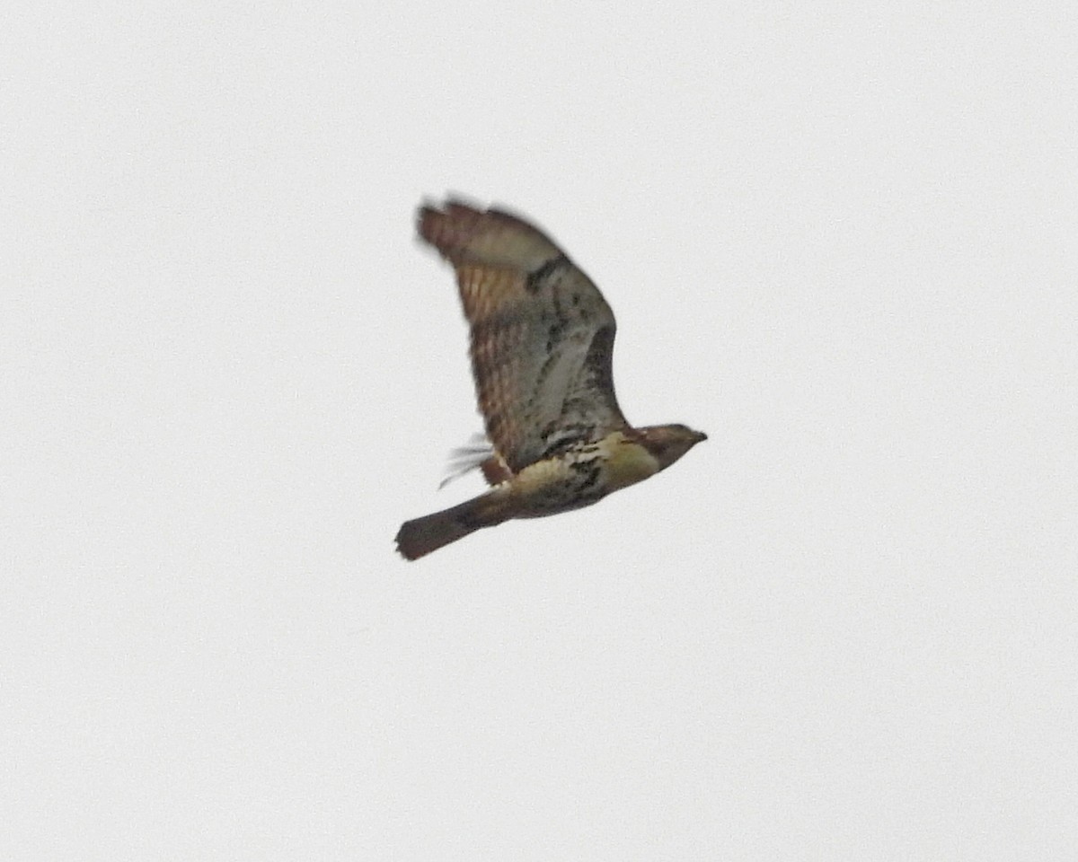 Red-tailed Hawk - ML624235592