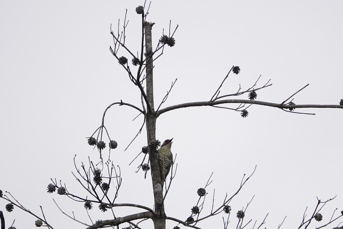 Japanese Woodpecker - ML624235601