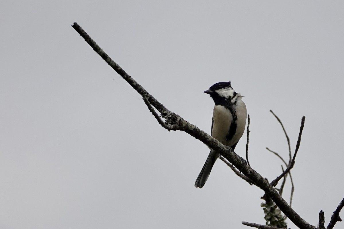 Asian Tit (Japanese) - yasuhiro kojima