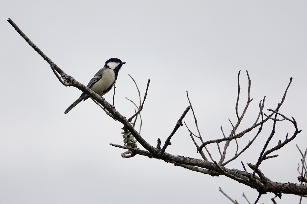 Asian Tit (Japanese) - ML624235612