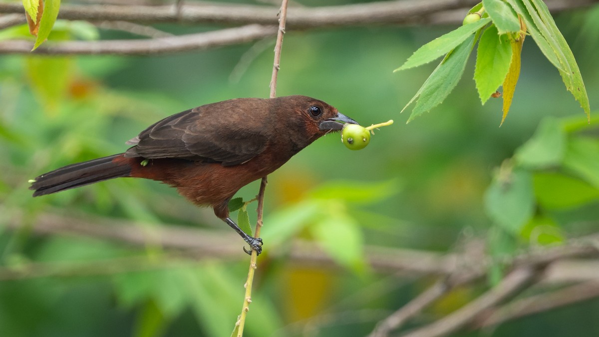 Silver-beaked Tanager - ML624235614