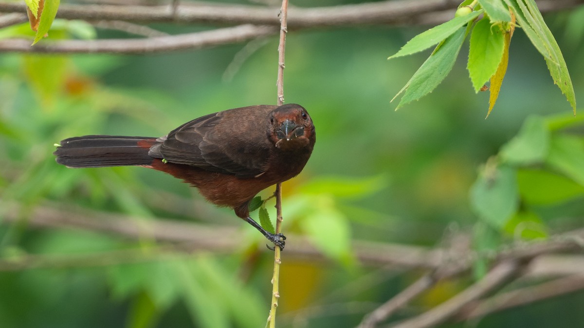 Silver-beaked Tanager - ML624235617