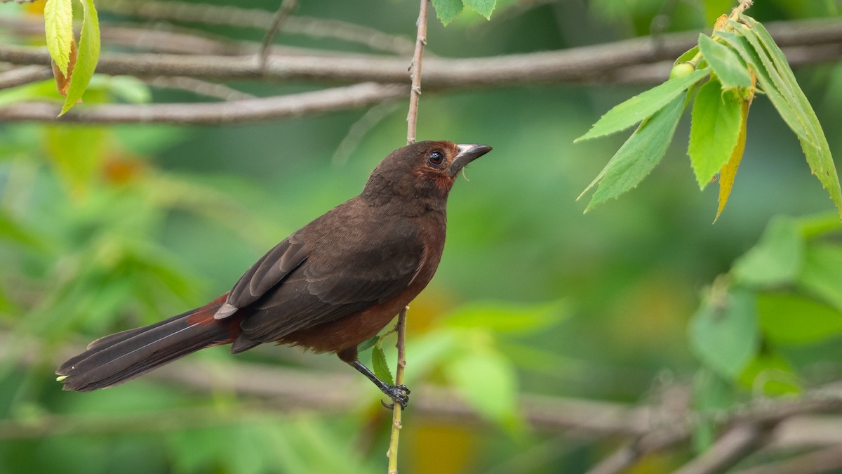 Silver-beaked Tanager - ML624235618