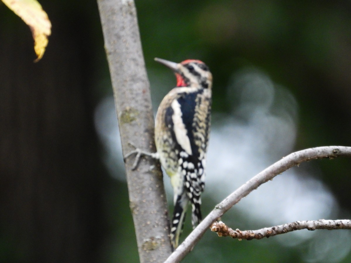 Yellow-bellied Sapsucker - Haley Gottardo