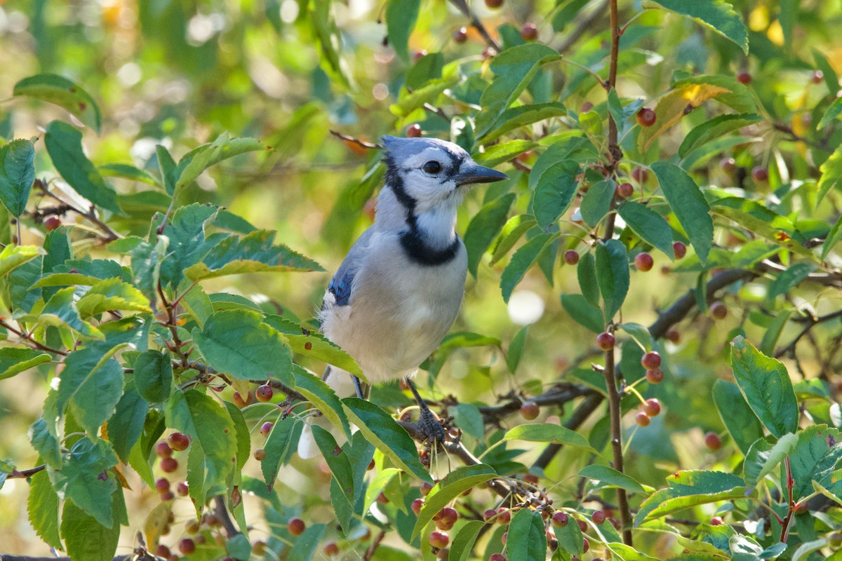 Blue Jay - Robert King