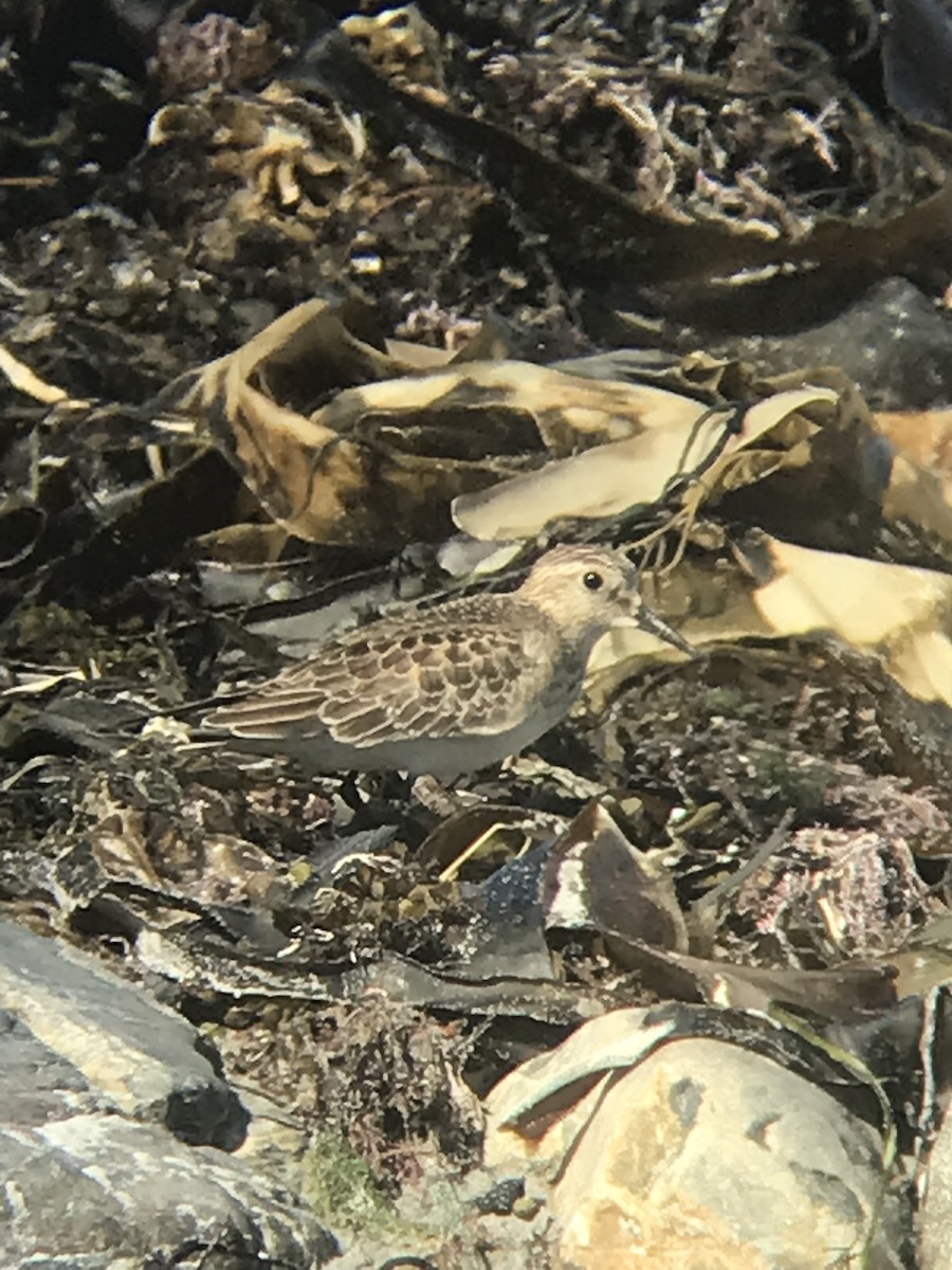 Baird's Sandpiper - ML624235700
