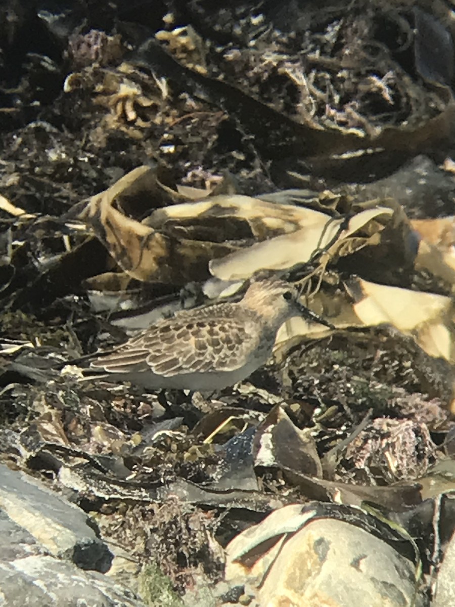 Baird's Sandpiper - ML624235709