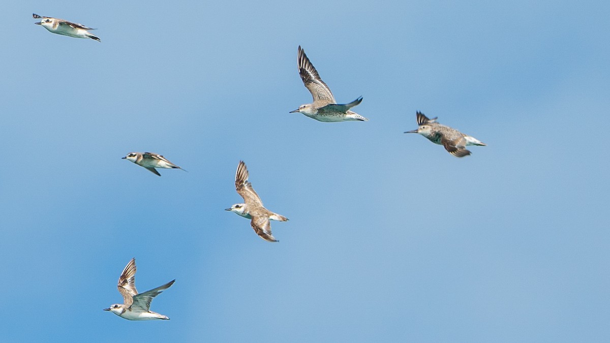 Siberian Sand-Plover - ML624235723