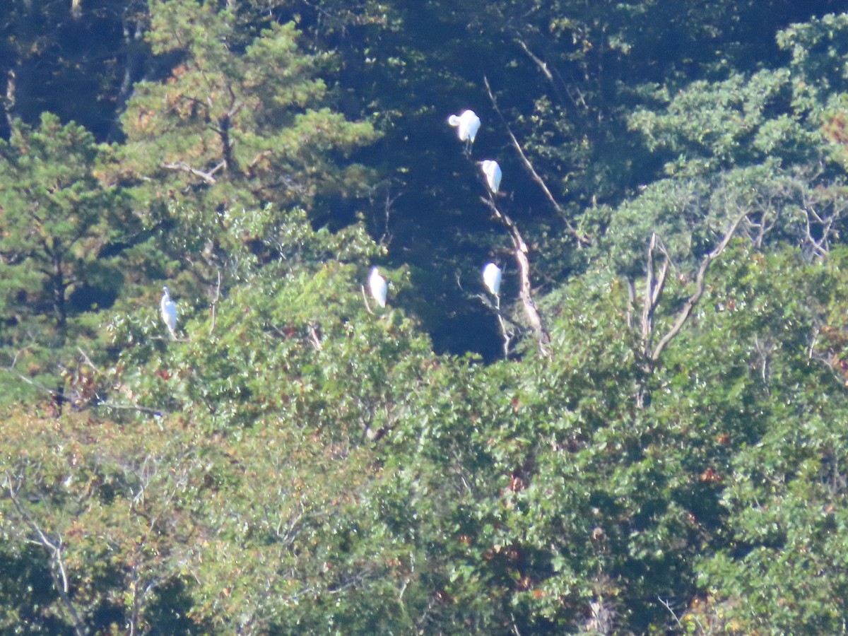egretthegre - ML624235751