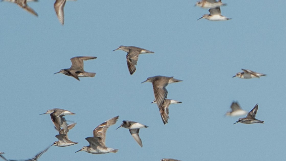 Gray-tailed Tattler - ML624235753