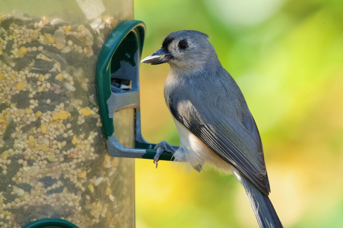 Mésange bicolore - ML624235766