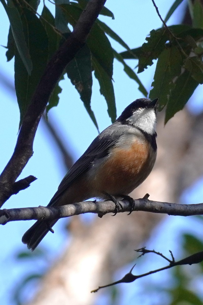 Rufous Whistler - ML624235851