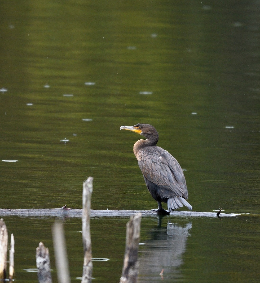 Double-crested Cormorant - ML624235855