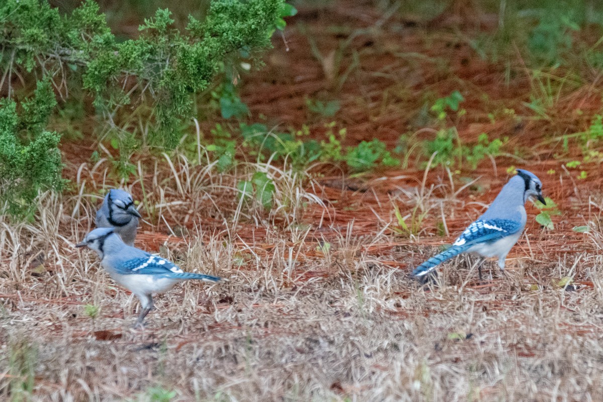 Blue Jay - ML624235881