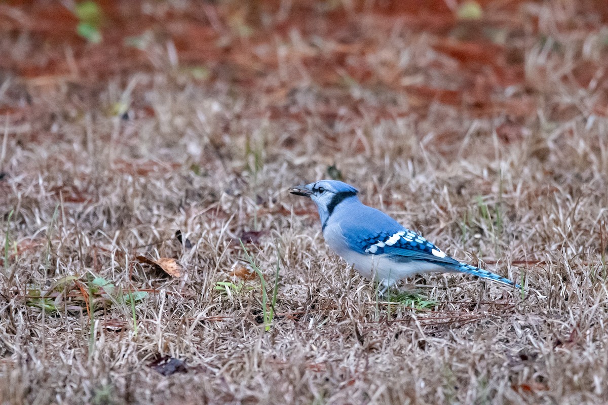 Blue Jay - ML624235882