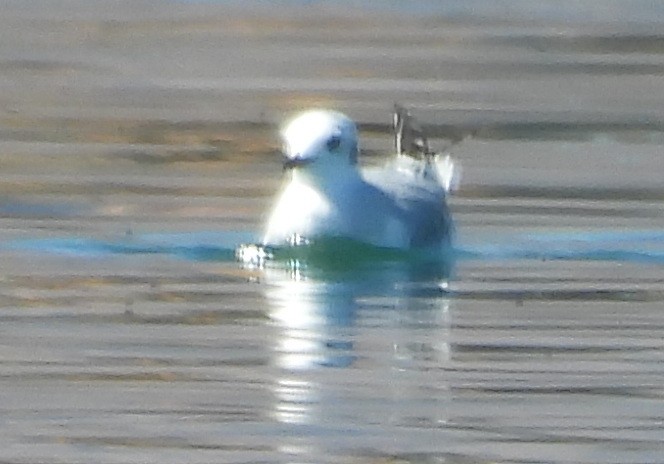 Red-necked Phalarope - ML624235892