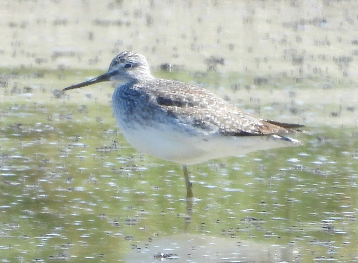 Greater Yellowlegs - ML624235899