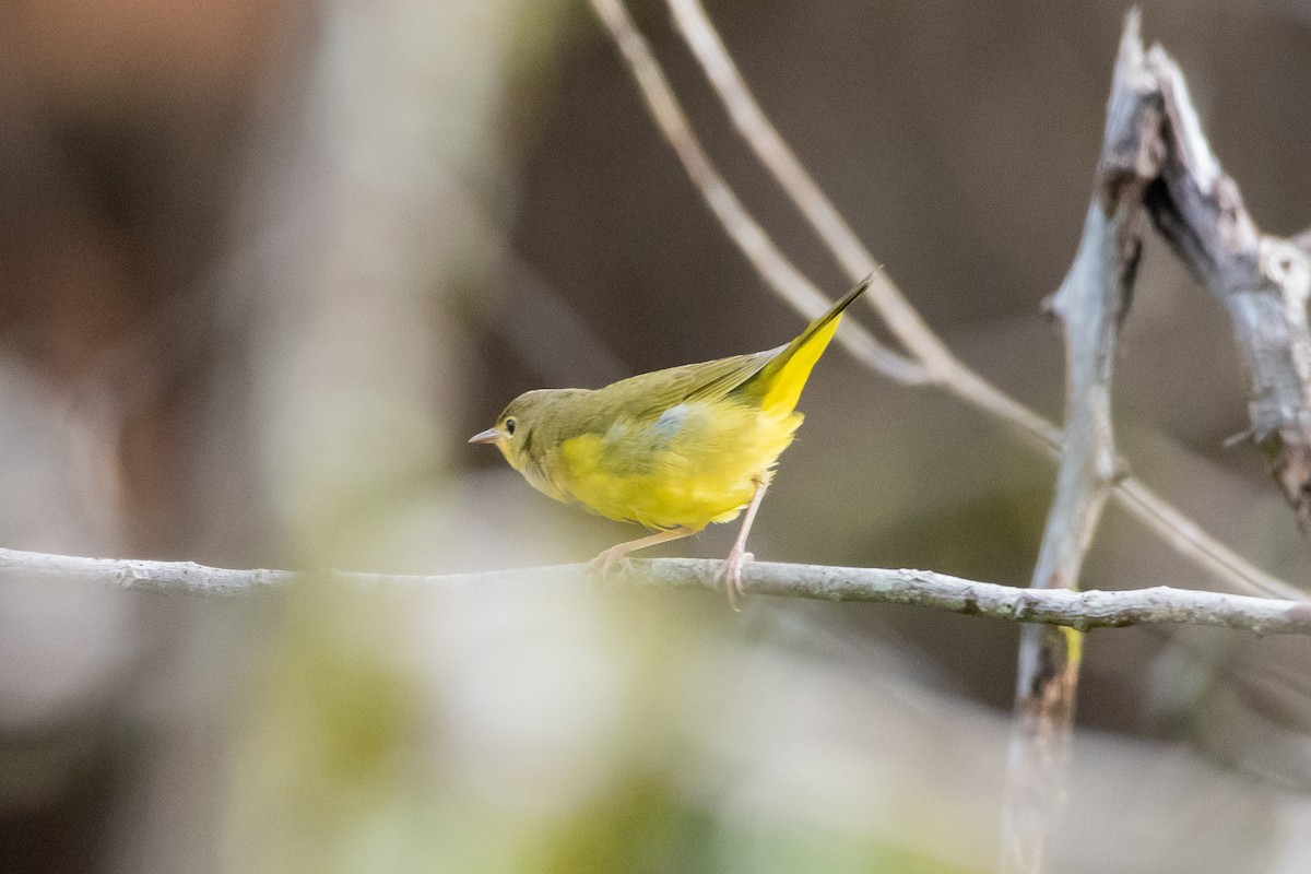 Mourning Warbler - ML624235910