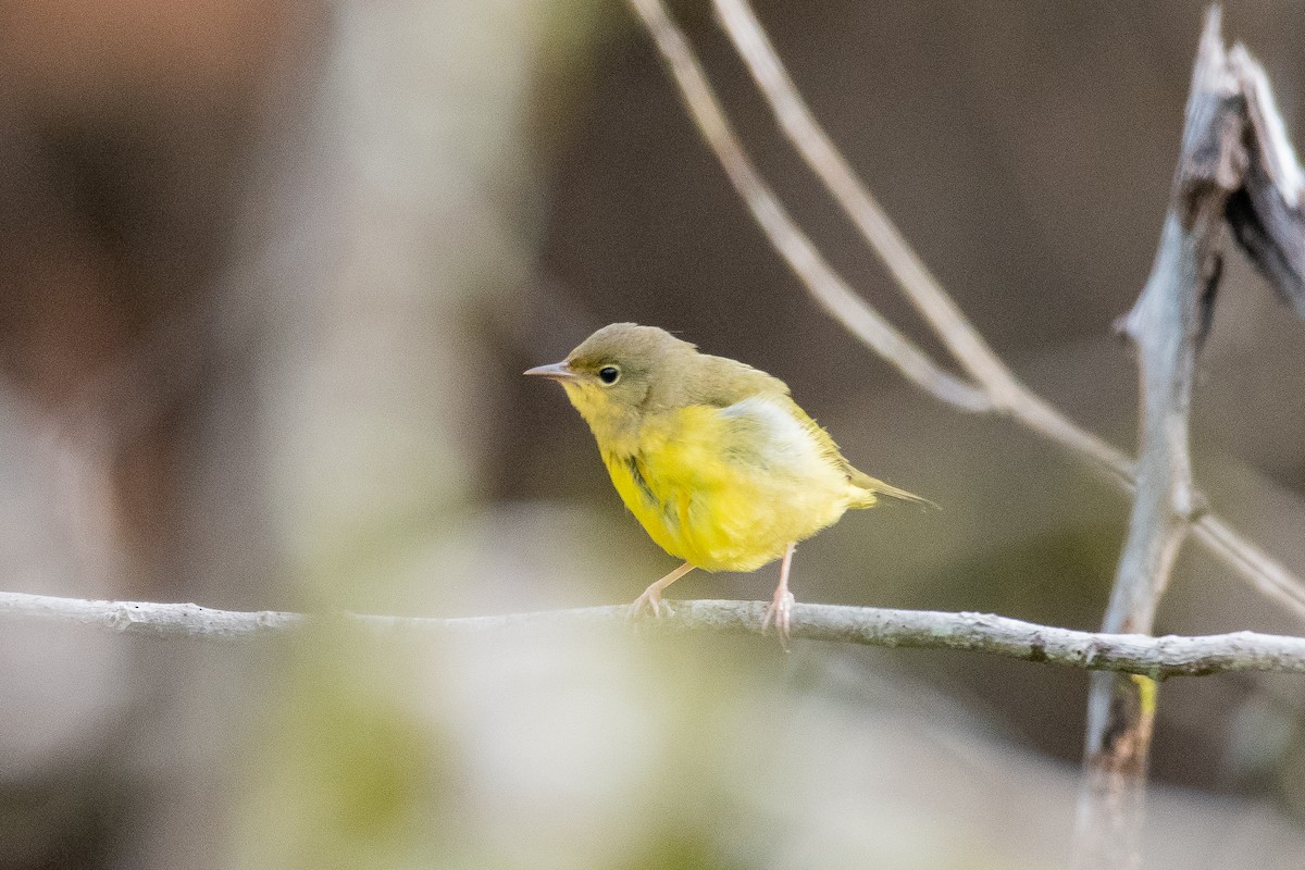 Mourning Warbler - ML624235911