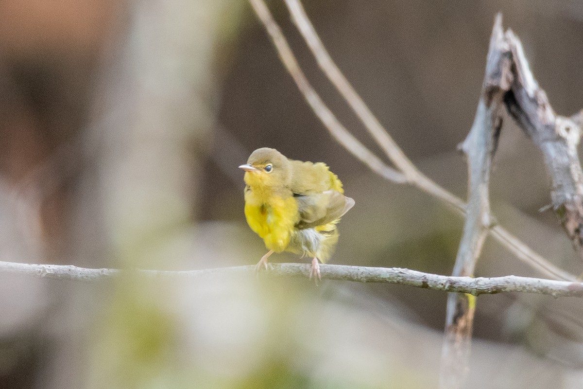 Mourning Warbler - ML624235912