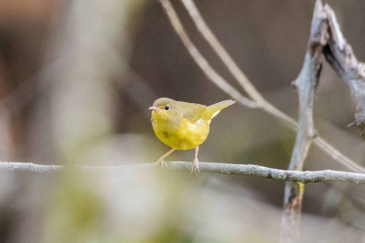 Mourning Warbler - ML624235913