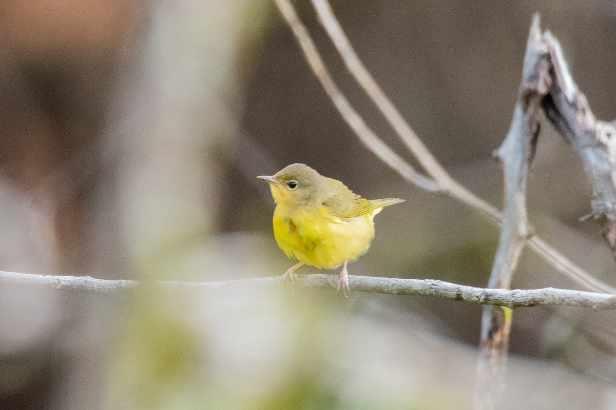 Mourning Warbler - ML624235914