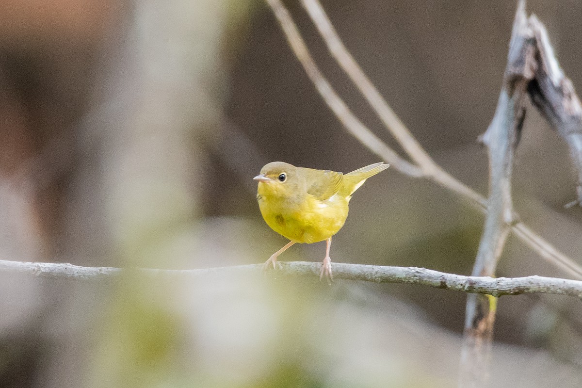 Mourning Warbler - ML624235915