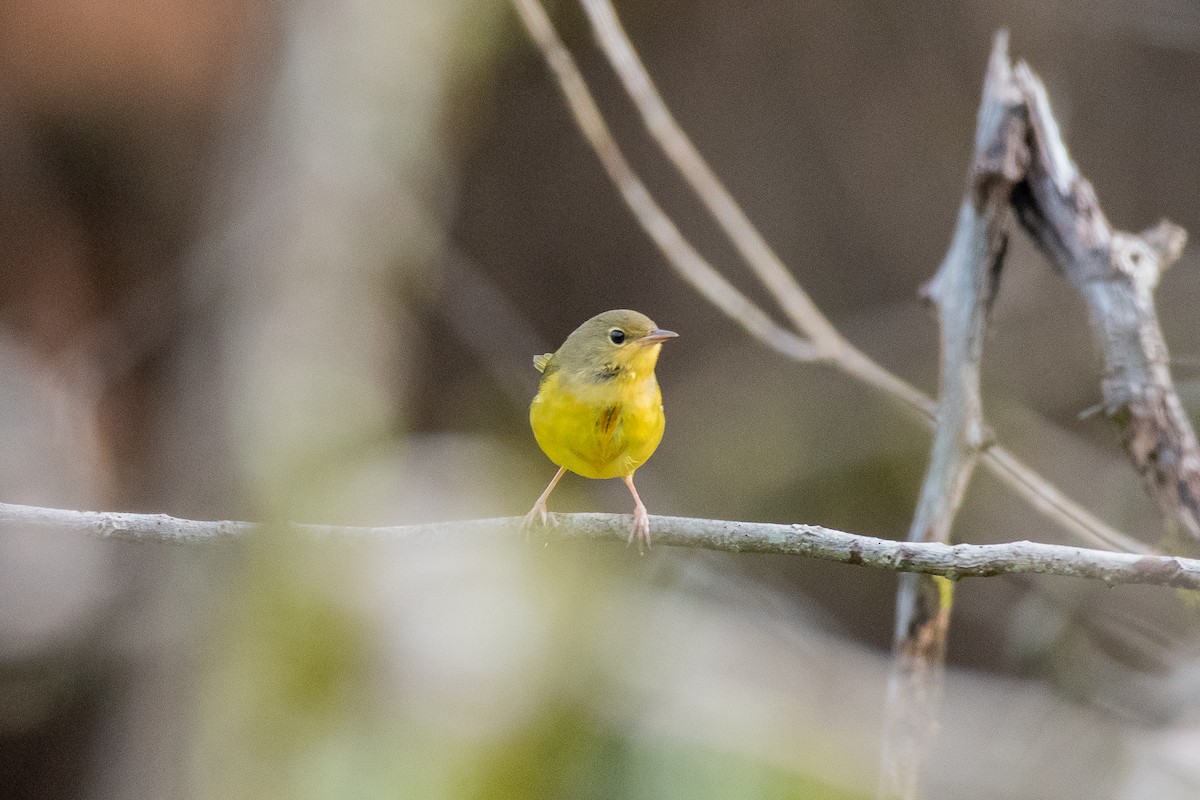 Mourning Warbler - ML624235916