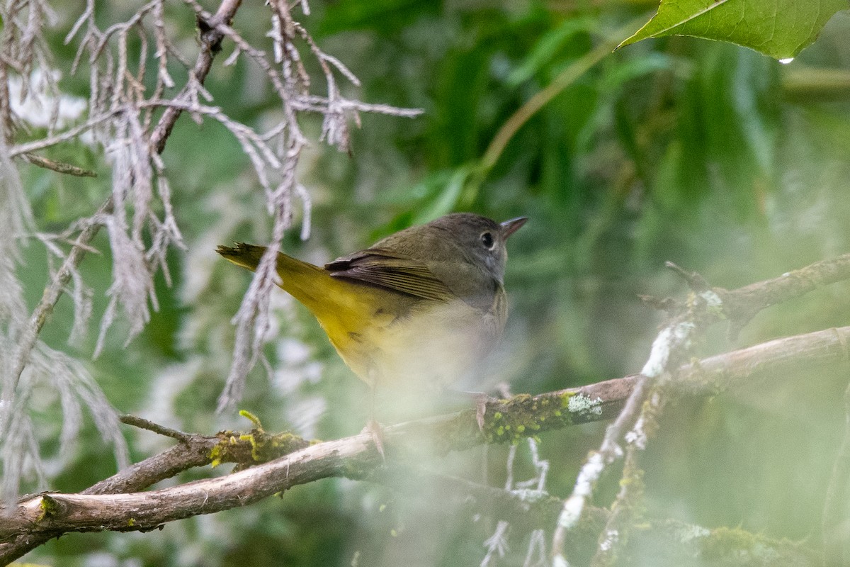 Mourning Warbler - ML624235917