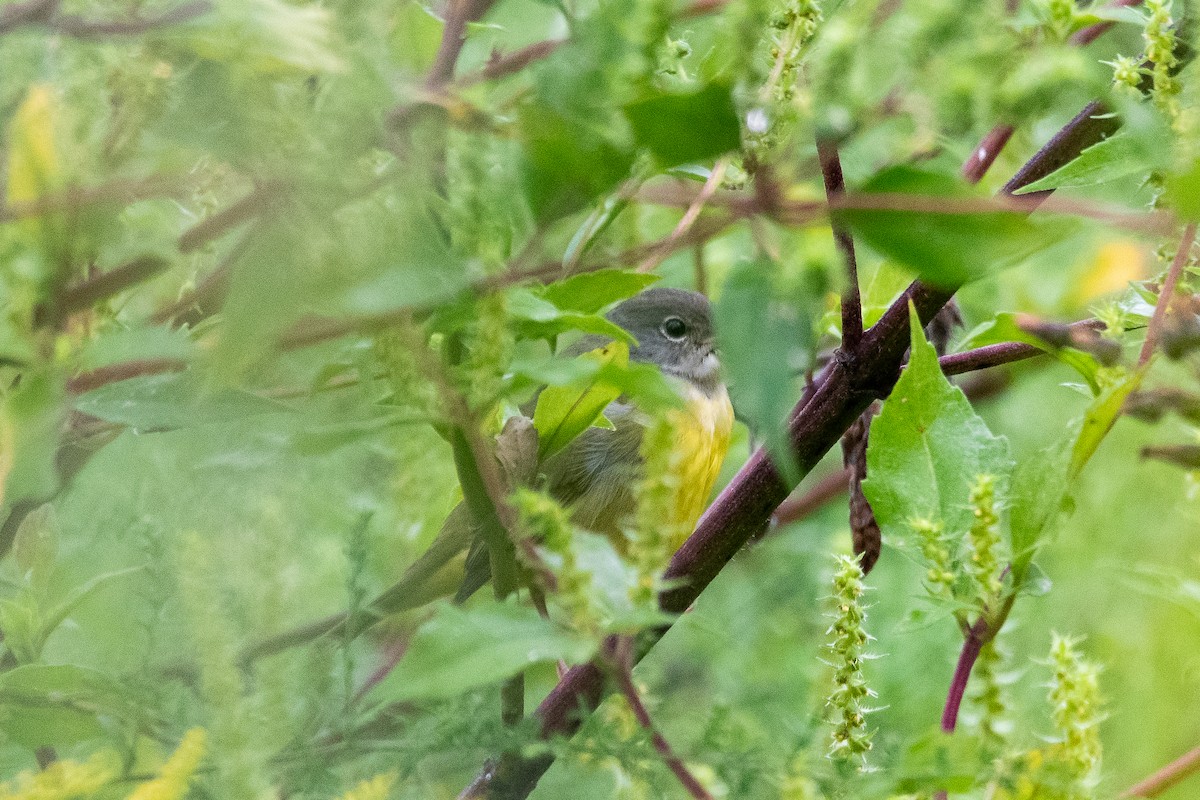 Mourning Warbler - ML624235918