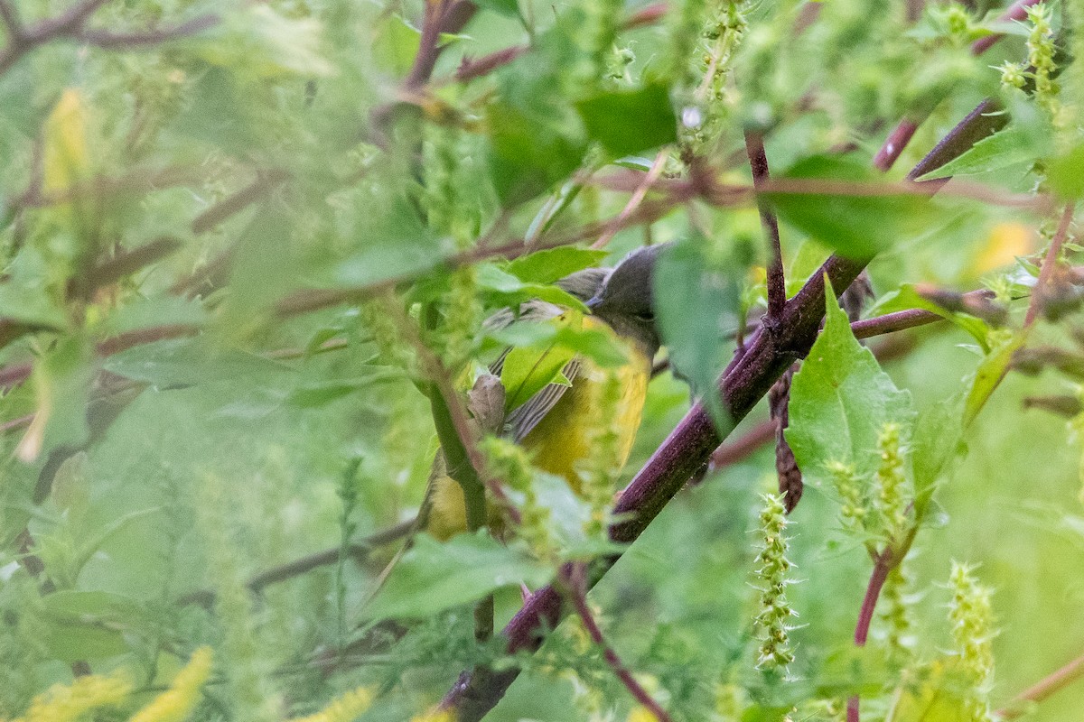 Mourning Warbler - ML624235919