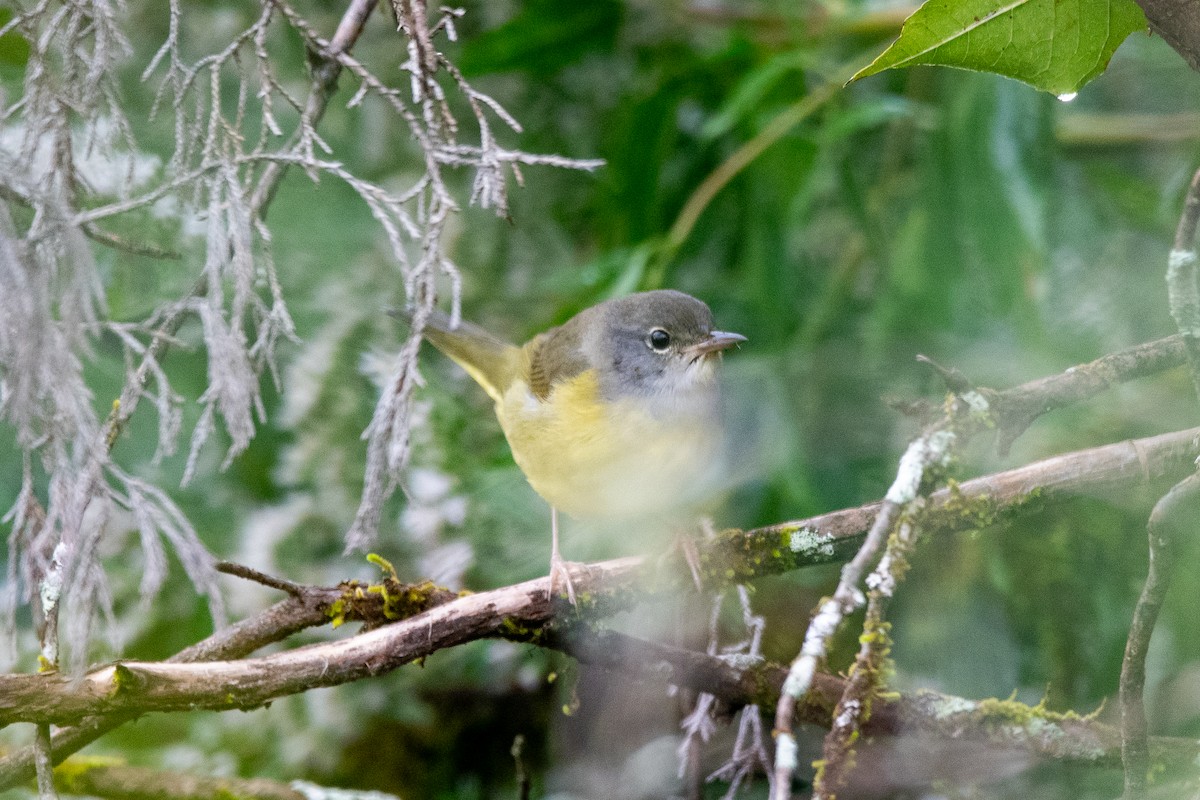 Mourning Warbler - ML624235920